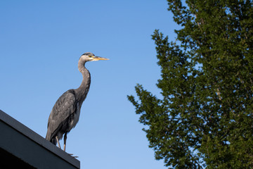 Grey heron or Ardea cinerea standing