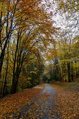roads and mountains in Vosges, France