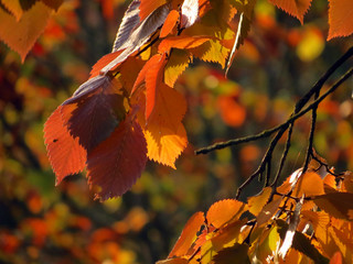 autumn leaves on tree