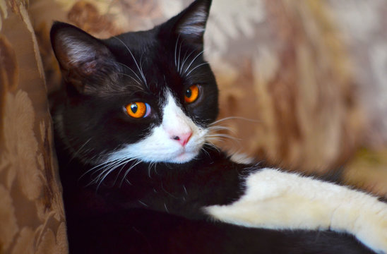 A handsome black-and-white straight-eared Scottish cat with orange eyes looks contemptuously at the camera. Close up. Selective focus.