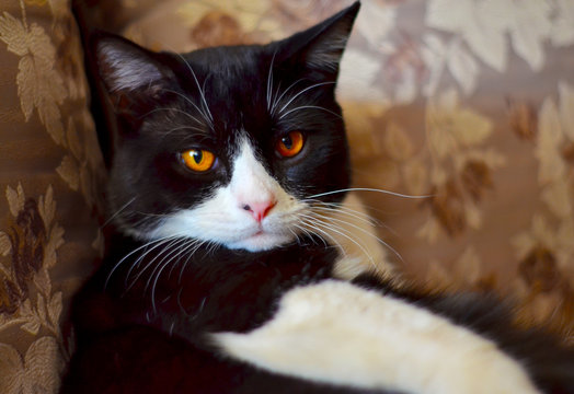 A handsome black-and-white straight-eared Scottish cat with orange eyes looks contemptuously at the camera. Close up. Selective focus.