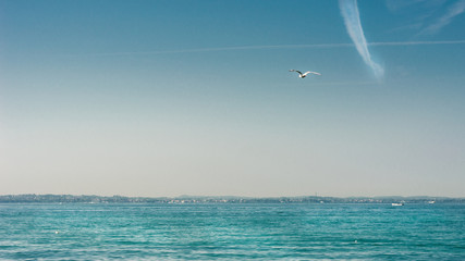 Fototapeta premium A lonely seagull flying over the horizon of a beautiful and calm sea surface