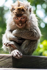 Balinese long-tailed monkey with an attitude in Sacred Monkey Forest Sanctuary,  Ubud, Bali, Indonesia 