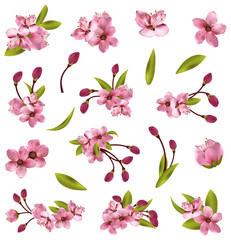 Vector cherry blossom tree elements for design. Vector illustration