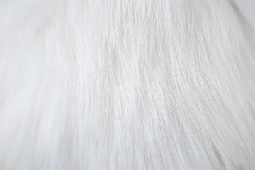 Fototapeta na wymiar White cat hair close-up. Shorthair cat. The concept of pet care, coat health. Macro photo. Background light abstract image.