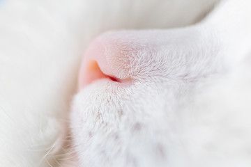 White cat's nose in profile. Close-up, macro photo. The concept of pet care, treatment of respiratory organs of cats. Light blue background. Copyspace...