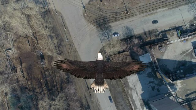 Bald Eagle Flies Cver the City
