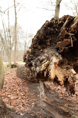 gefallener Baum im Park, perspektivische Aufnahme