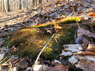 Obraz premium moss and leaves