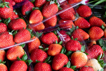 dIVERSAS FRUTAS MERCADO MUNICIPAL