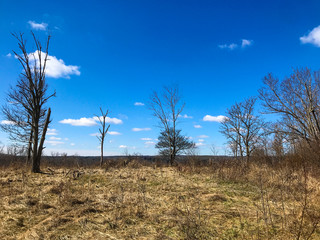 trees and blue sky