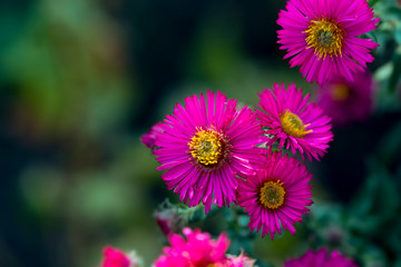 Obraz premium flowers in the garden