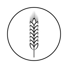 Spikelet of grain crop. Wheat, rye, rice. Vector image isolated on a white background.