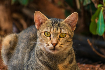 Cat stares in garden