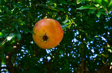 ripe pomegranate on a tree