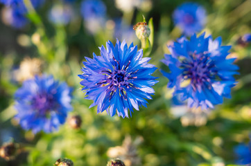 Blue cornflower close up. Copyspace. The concept of spring, summer, wild flowers, the beauty of nature.