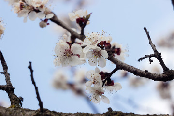 Apricot blossom - beautiful flowering tree on the background of the sky. Spring concept, tree with white flowers, blossom