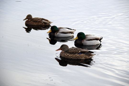 Wild Ducks Swim In Lake