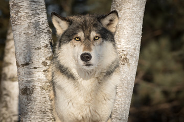 Grey Wolf (Canis lupus) Stares Out Ears Forward Between Trees Winter
