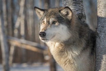 Grey Wolf (Canis lupus) Looks Out and Left Between Trees Winter