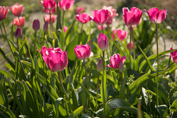 Pink flower tulip lit by sunlight. Soft selective focus, close up. Bright colorful photo background
