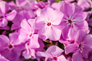 Small pink phlox flowers close-up. Bright macro photo. Summer concept, minimalism, copyspace.