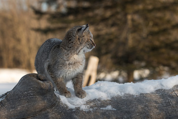 Bobcat (Lynx rufus) Looks Right Atop Log Winter