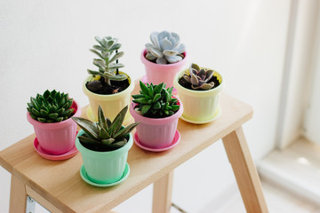 Succulents are on a wooden shelf.