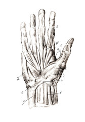 Set of anatomy human hand scull bones. Hand drawn pencil illustration. Isolated on white. Body, people, man, woman