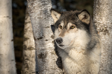 Grey Wolf (Canis lupus) Looks Between Birch Trees Winter