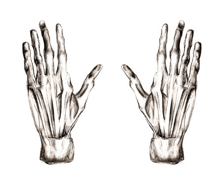 Set of anatomy human hand scull bones. Hand drawn pencil illustration. Isolated on white. Body, people, man, woman