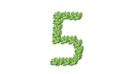 5 en chiffre plante verte sur fond blanc 