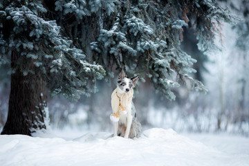 dog in a scarf near a Christmas tree on nature in winter. Border Collie in the snow