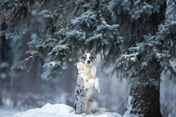 dog in a scarf near a Christmas tree on nature in winter. Border Collie in the snow.