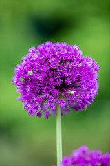 Bees on Purple Allium
