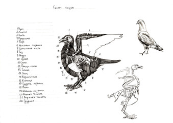 Graphite naturalistic biology bird pigeon Illustration. Animal bones drawn with pencil. Scince, zoology