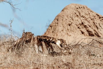Skelett eines Büffels oder Gnus