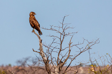 Ein adler auf einem kahlen Baum