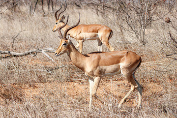 Zwei Impalas