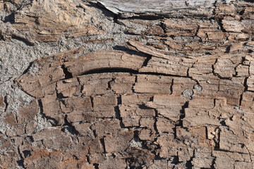 Legno