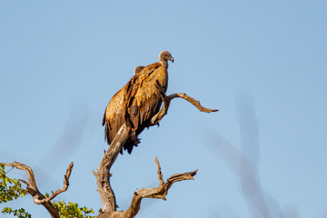 Zwei Geier auf einem Kahlen Ast
