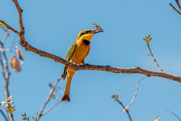 Bienenfresser mit Insekt im SChnabel