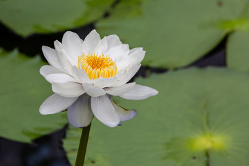 White and Yellow Water Lilly with Lilly Pad