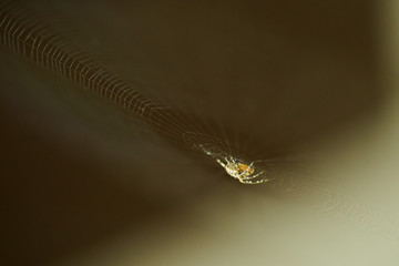 Spider on its web in nature. The world of insects