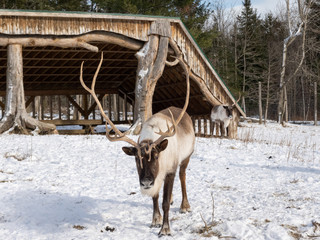 A large elk in the winter