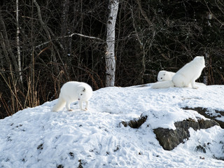 Obraz na płótnie Canvas Arctic Foxes in winter