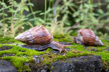 Burgundy snail in nature habitat