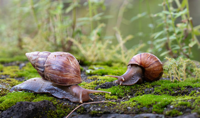 Burgundy snails in nature habitat