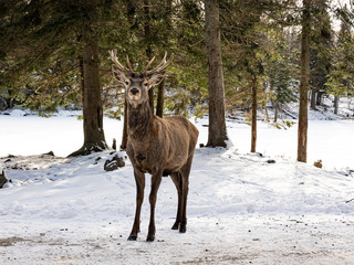 A large deer in the winter