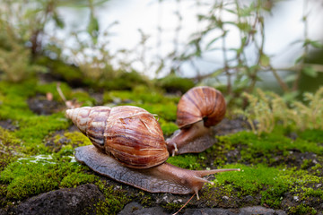 Roman snails